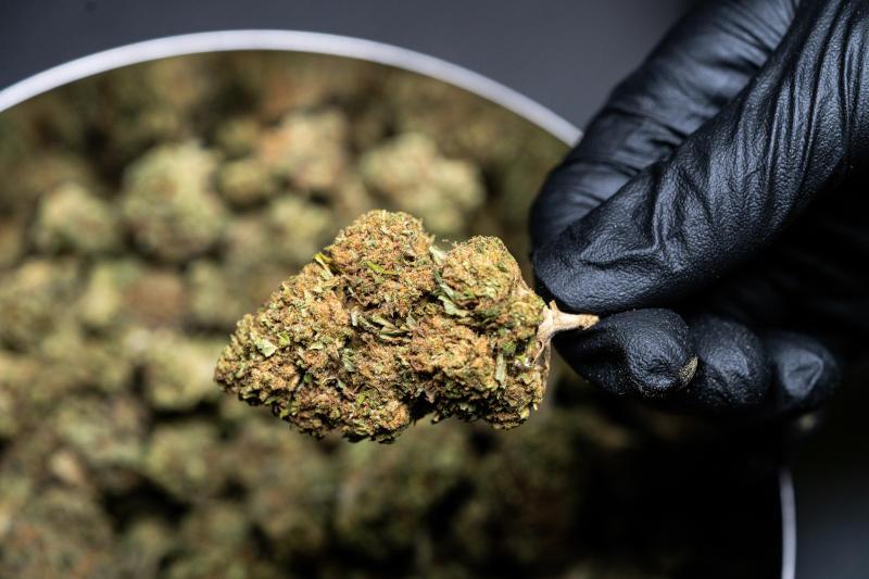 The Santa Fe Dispensary Your Guide to Marijuana Flower