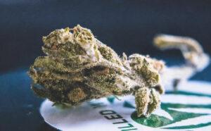 The Santa Fe Dispensary How to Find the Right Dosage of THC in Weed